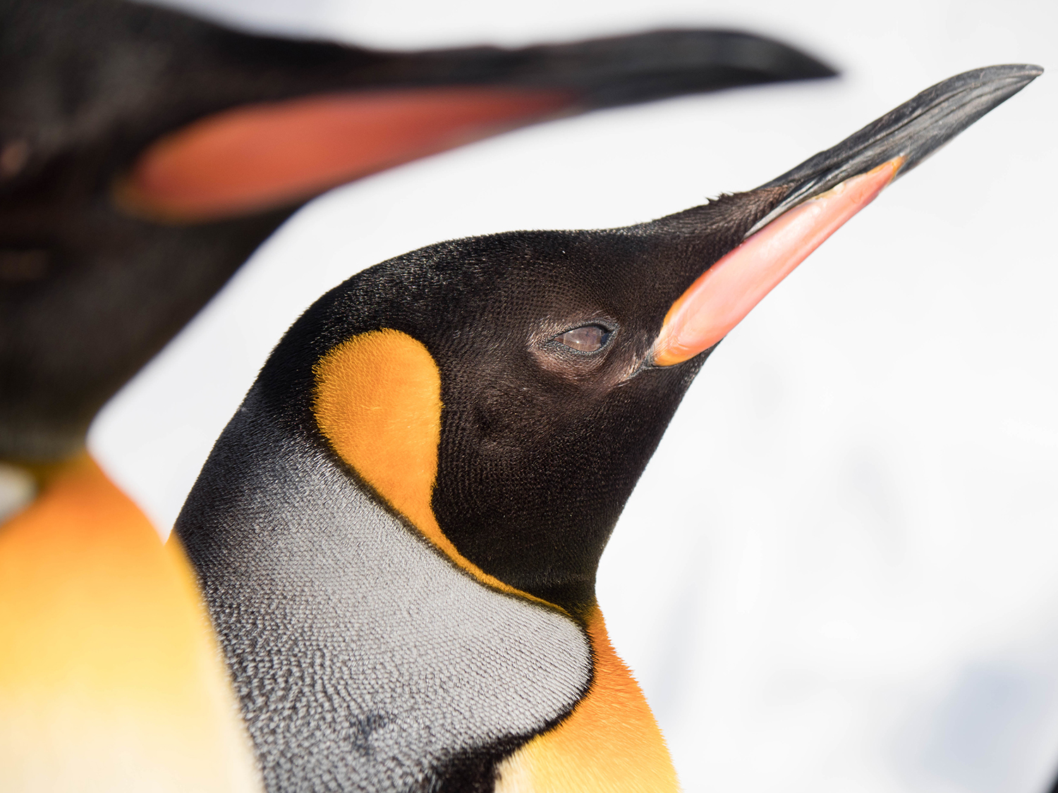 エイドのロゴがペンギンな訳 ブランディング専門 エイドデザイン